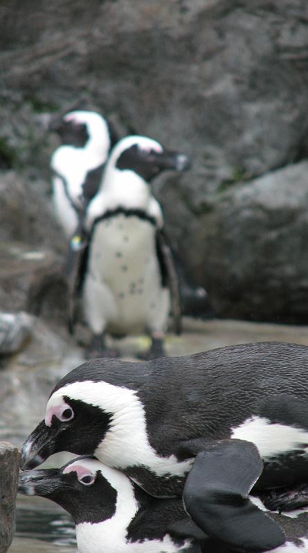 2008-09-27_Mystic_Aquarium 036_1.jpg